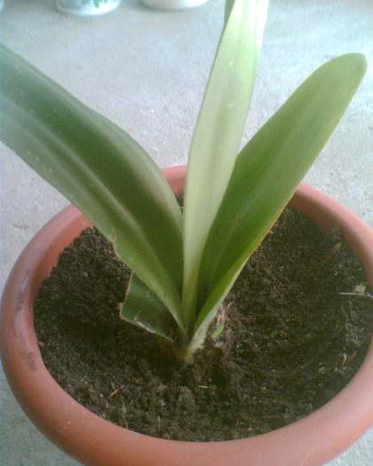 Picture 091 - Flori de la Dianadia