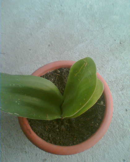 Picture 090 - Flori de la Dianadia