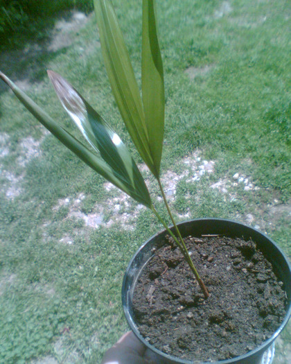 Picture 095 - Diverse flori
