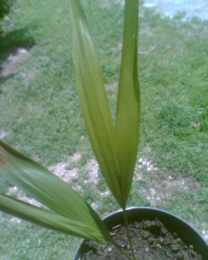 Picture 096 - Diverse flori