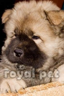 99310961 - Xx caine chow-chow