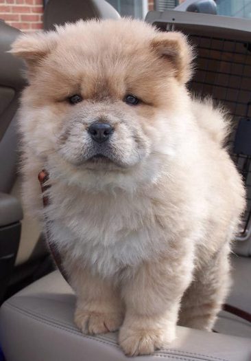 Chow-Chow3 - Xx caine chow-chow