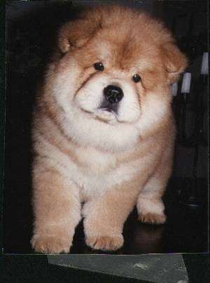 chowcodyaspup - Xx caine chow-chow