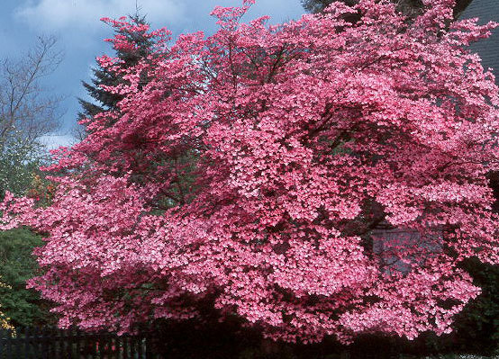 cornus-florida - 1 Plante pe care le doresc in gradina mea