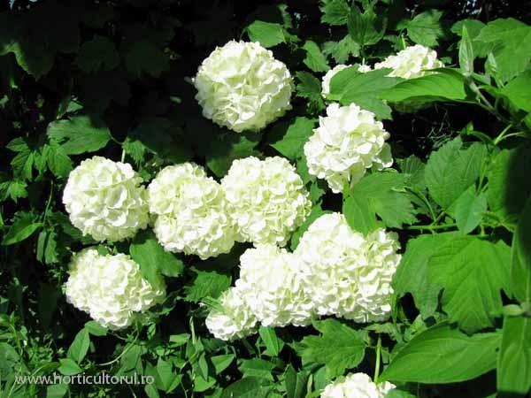 Viburnum-opulus - 1 Plante pe care le doresc in gradina mea