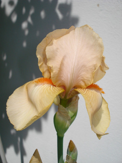 DSC04698 - infloriti 2011