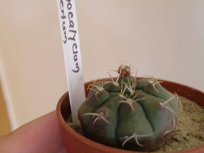 Gymnocalycium asterium 2011 Gino