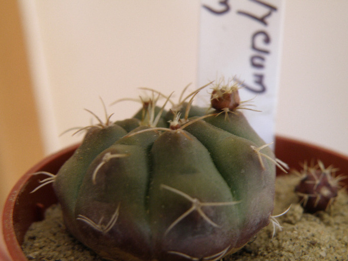 Gymnocalycium asterium