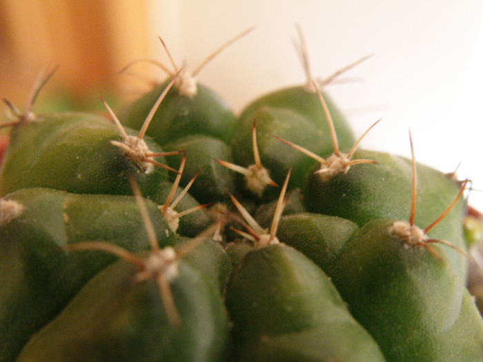 Gymnocalycium anisitsii v. multiprolifera - Genul Gymnocalycium