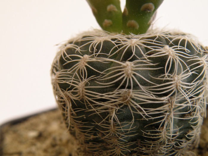 Gymnocalycium bruchii v. niveum 2011 Gino - Genul Gymnocalycium