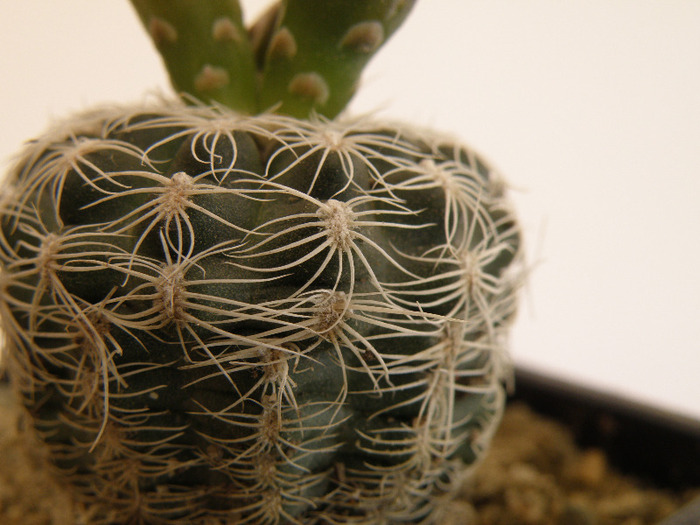 Gymnocalycium bruchii v. niveum - Genul Gymnocalycium