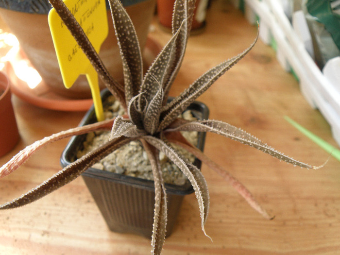 Haworthia attenuate v. caespitosa 2010 - Genul Haworthia