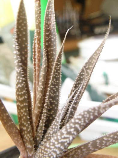 Haworthia attenuate v. caespitosa; 2010
