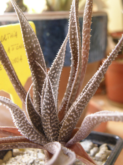 Haworthia attenuate v. caespitosa; 2010
