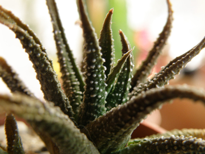 Haworthia attenuata