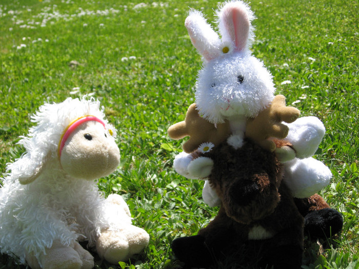 d.rudolph,maxy si dicapitod - 0 Yuppy WebkinzForIepuAndJess 1000