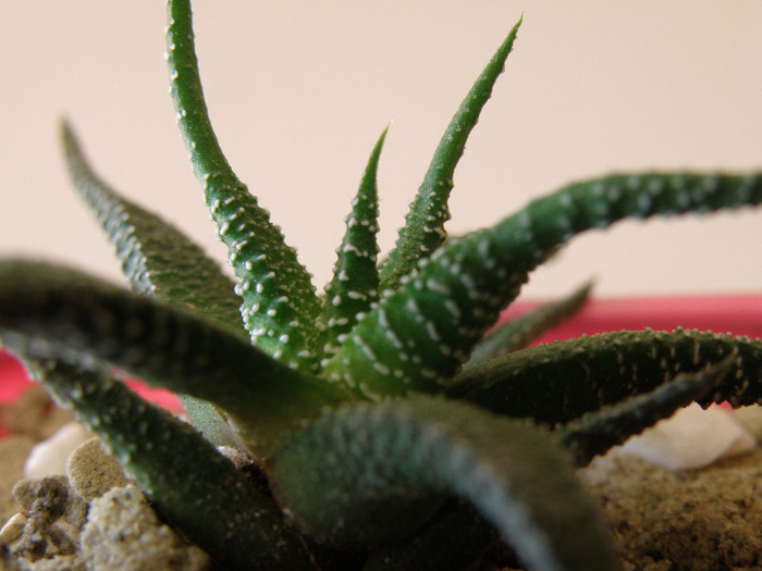 Haworthia attenuata fma brittoniana; Gino 2011
