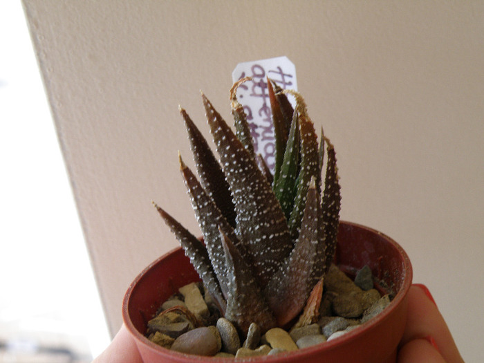 Haworthia attenuate v. attenuata; Gino 2011
