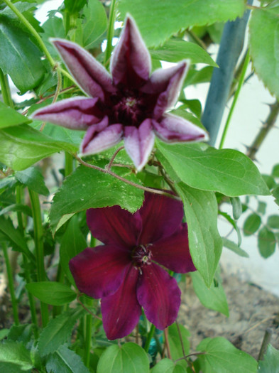 "Westerplatte", 15.05.2011 - Clematis 2011