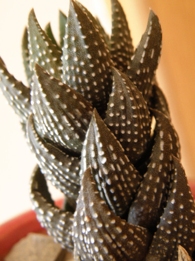 Haworthia coarctata - Genul Haworthia