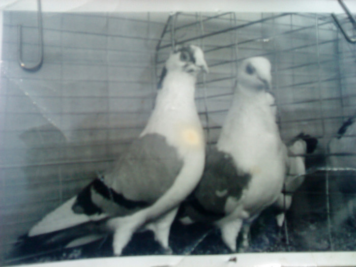 Porumbei in Expozitie 1997; Porumbeii apartineau D-lui Utu Vilt
