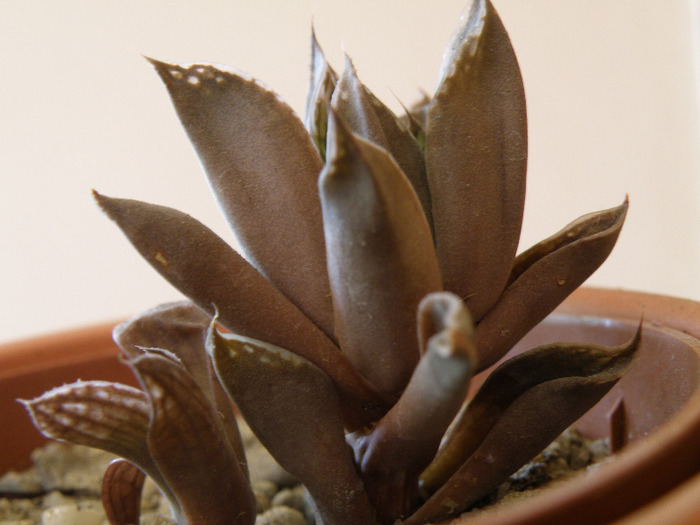 Haworthia aristata - Genul Haworthia