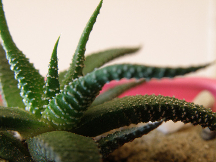 Haworthia attenuata fma brittoniana; Gino 2011
