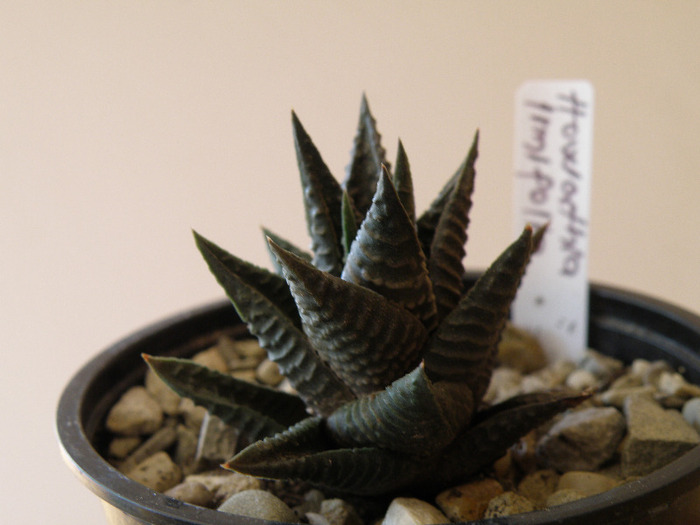 Haworthia limifolia v. nigra 2011 Gino; Gino 2011
