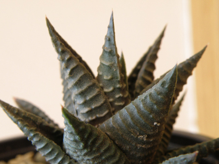 Haworthia limifolia v. nigra; Gino 2011
