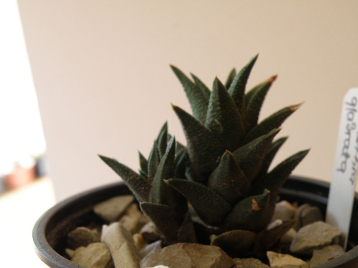 Haworthia glabrata 2011 Gino