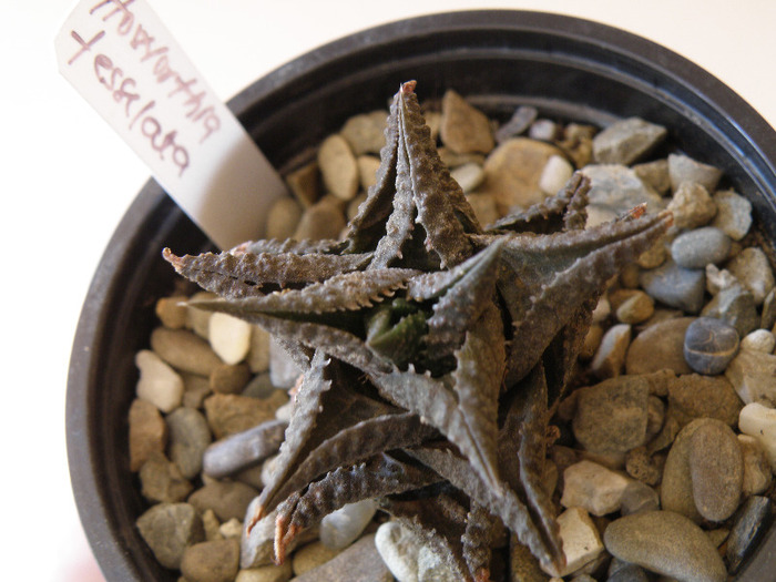 Haworthia fesselata; Gino 2011
