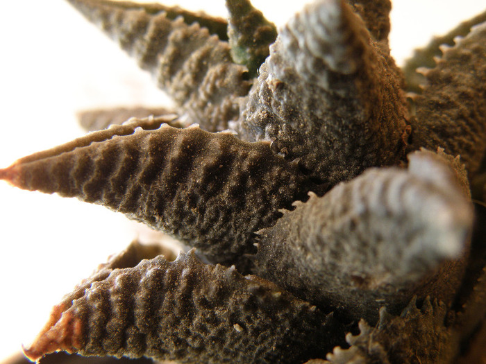 Haworthia fesselata; Gino 2011
