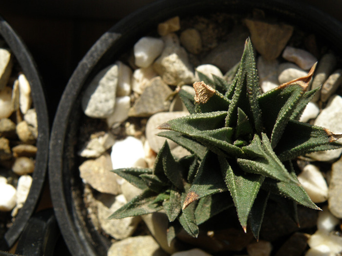 Haworthia glabrata; Gino 2011
