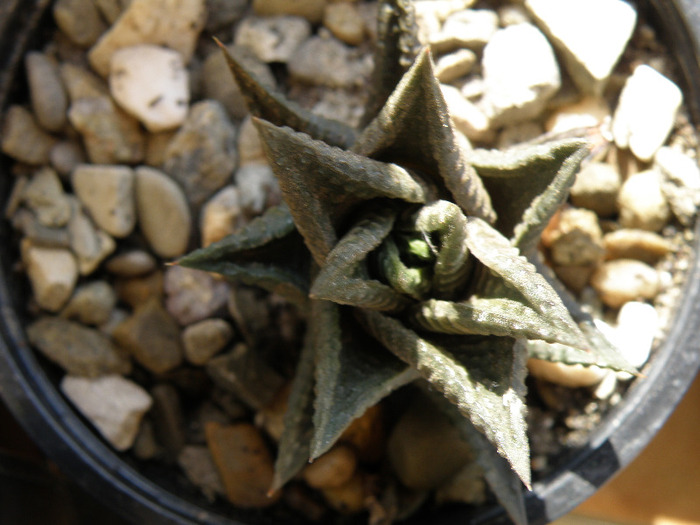 P5158088 - Genul Haworthia