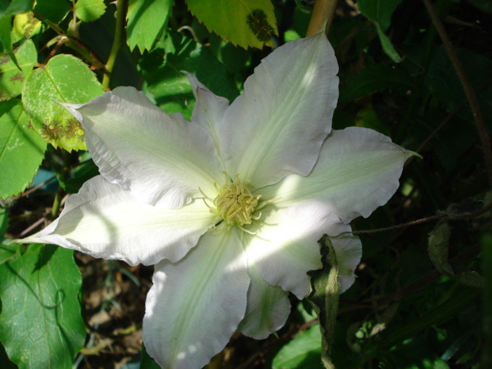 s-a uscat - Clematis 2011