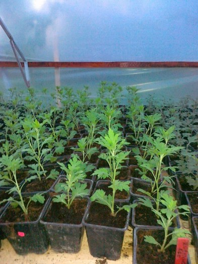 20110511263 - crizanthemum