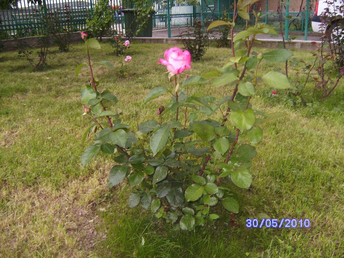 BILD5307 - flori din gradina mea