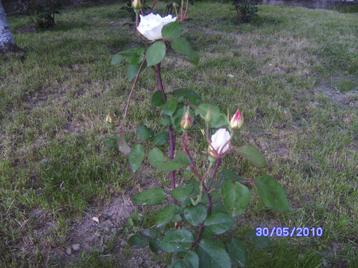BILD5308 - flori din gradina mea