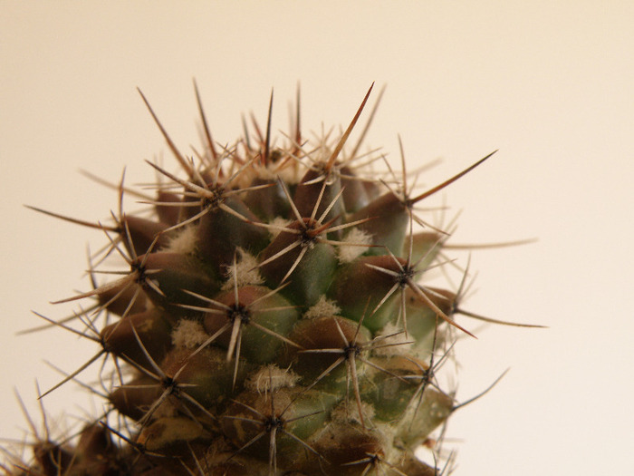 Mammillaria voburnensis - Genul Mammilaria