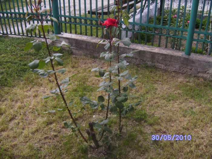 BILD5309 - flori din gradina mea