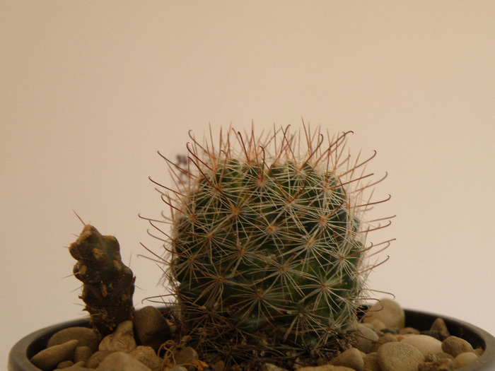 Mammillaria zeilmanniana 2011 Gino