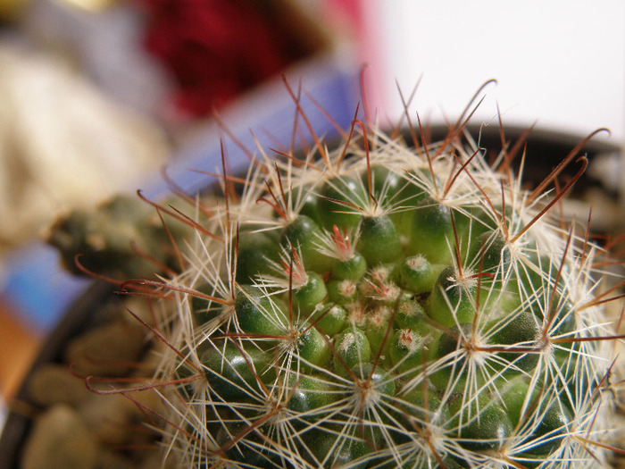 Mammillaria zeilmanniana - Genul Mammilaria