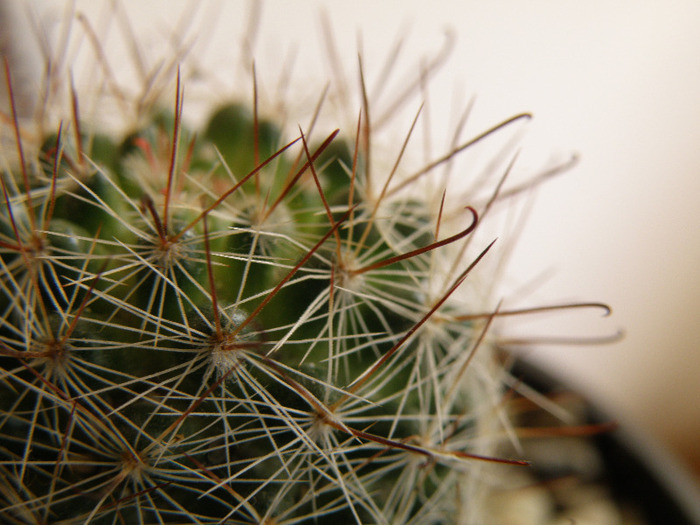 Mammillaria zeilmanniana - Genul Mammilaria