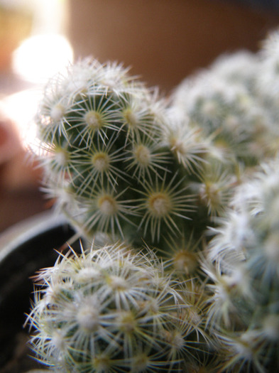 Mammilaria elongata; Florarie 2010
