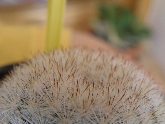 Mammillaria candida 2010; Florarie 2010
