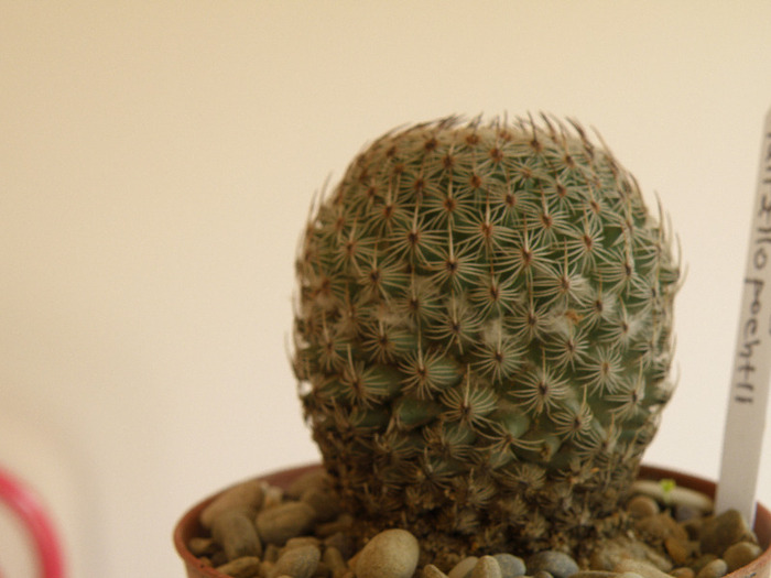 Mammillaria huitzilopochtli 2011 Gino