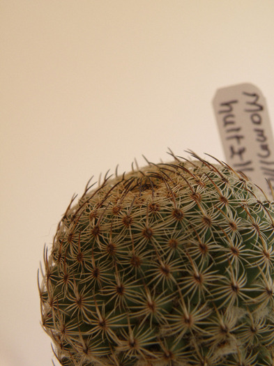 Mammillaria huitzilopochtli - Genul Mammilaria