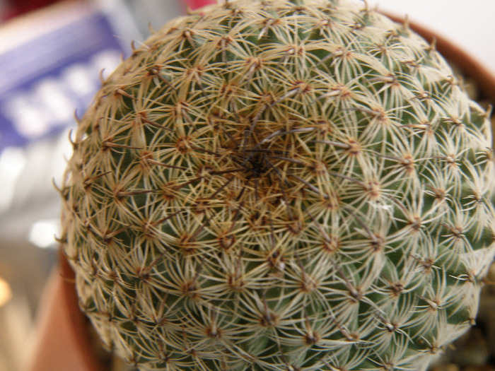 Mammillaria huitzilopochtli - Genul Mammilaria