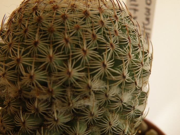 Mammillaria huitzilopochtli; Gino 2011
