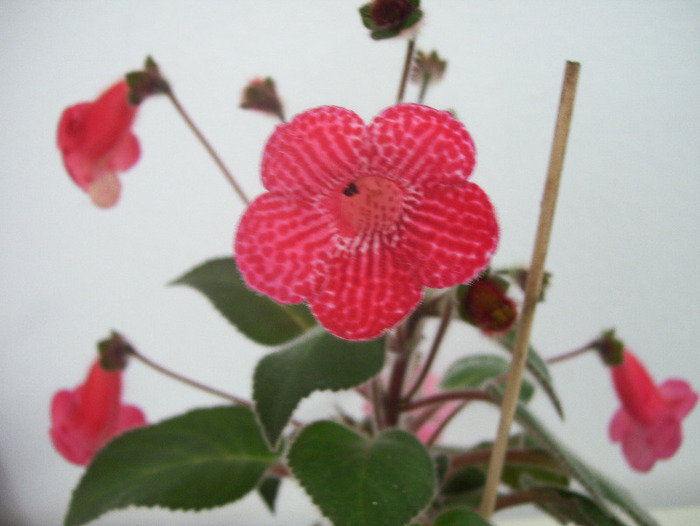 Picture 023 - kohleria 2011